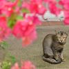 シャムの猫