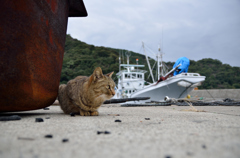 港猫
