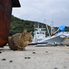 港猫