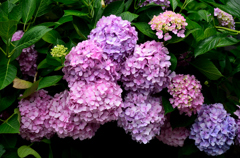 紫陽花
