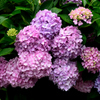 紫陽花