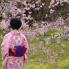 桜色