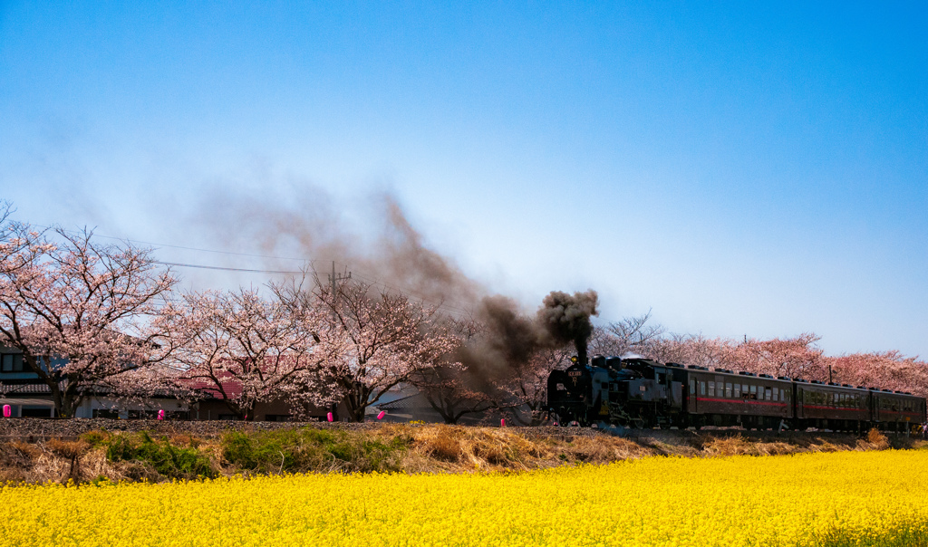 桜とSL