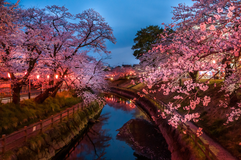 夜桜