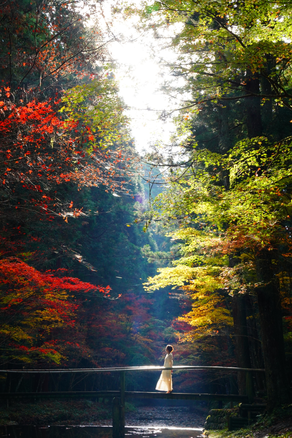 紅葉と光芒
