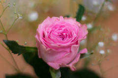 花のいのちは短い...