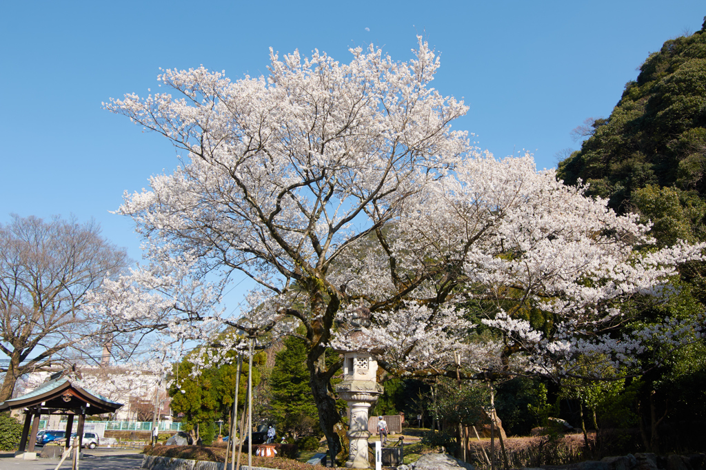 鵜飼桜