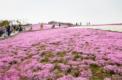 茶臼山高原 芝桜②