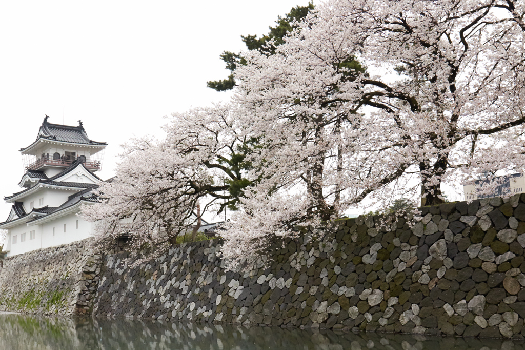 富山で満開の桜に出会ったー①