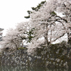 富山で満開の桜に出会ったー①