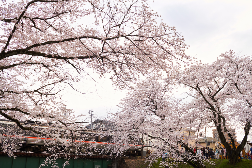 電車と桜　角度を変えて