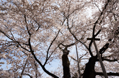 荘川桜③　見上げて