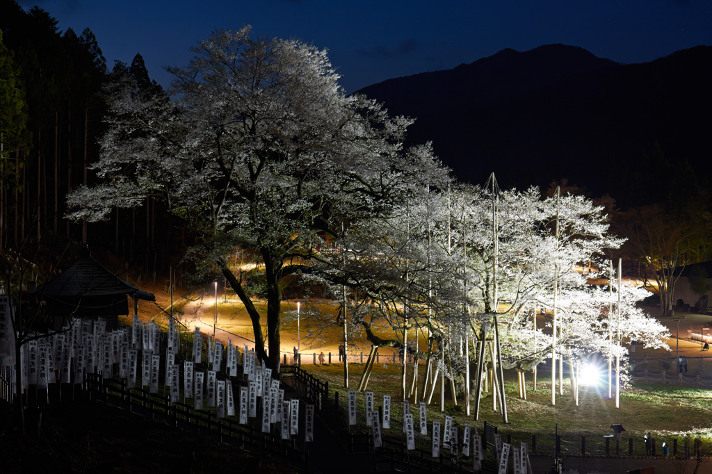 根尾　淡墨桜②
