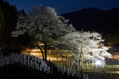 根尾　淡墨桜②