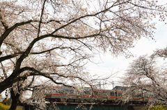 電車と桜　普通電車編