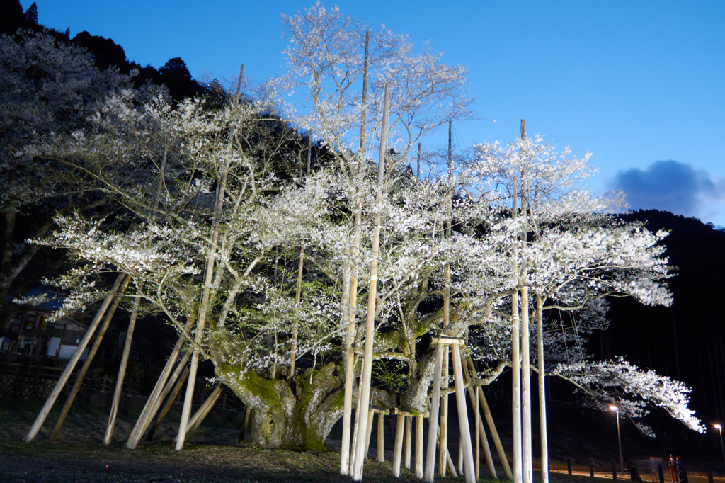根尾　淡墨桜①
