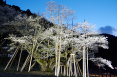 根尾　淡墨桜①