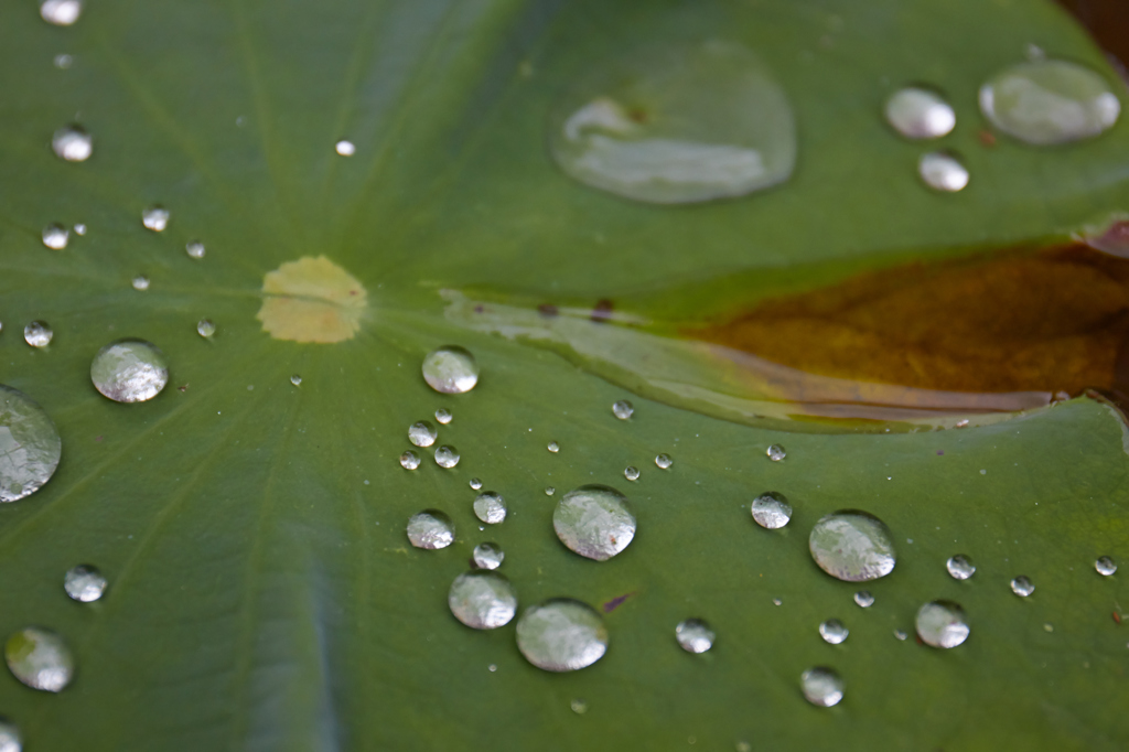 父は水辺で、、