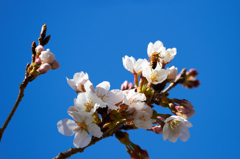 花に誘われ活動はじめた子も発見！