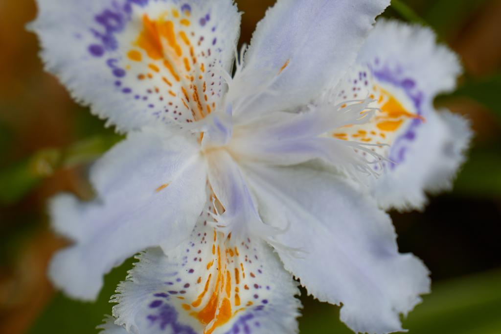 この花　シャガ　でしたっけ．．？