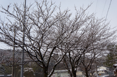 あけましておめでとうございます