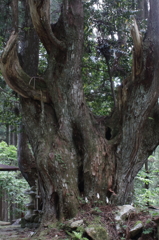 何歳かな？
