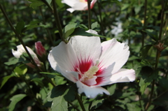 20140702_6