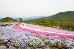 茶臼山高原 芝桜①