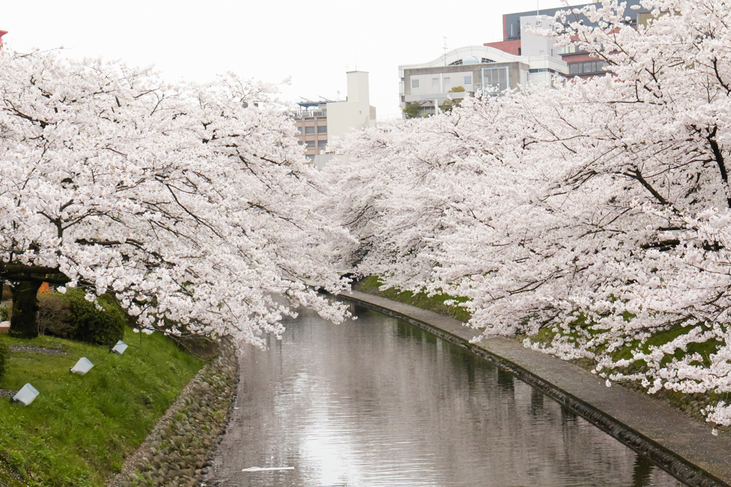 富山で満開の桜に出会ったー②