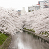 富山で満開の桜に出会ったー②
