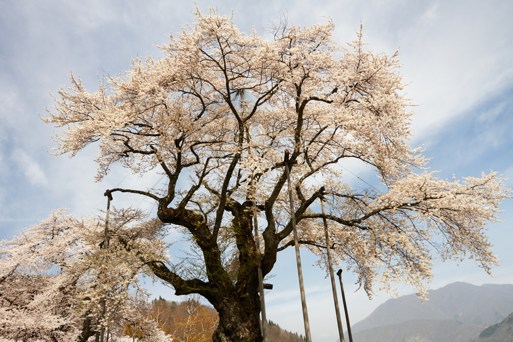 荘川桜①