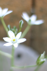 んー、、この花なんて名前？ 笑
