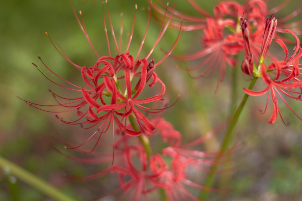 曼珠沙華