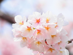 桜