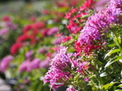 公園の花
