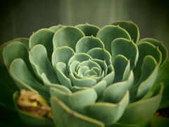 多肉植物