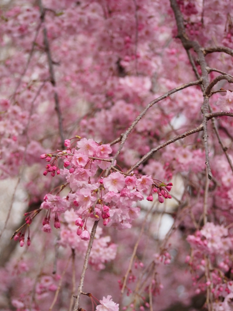 枝垂桜