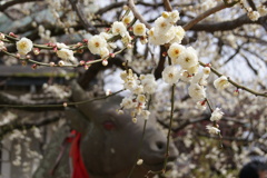 京都　北野天満宮