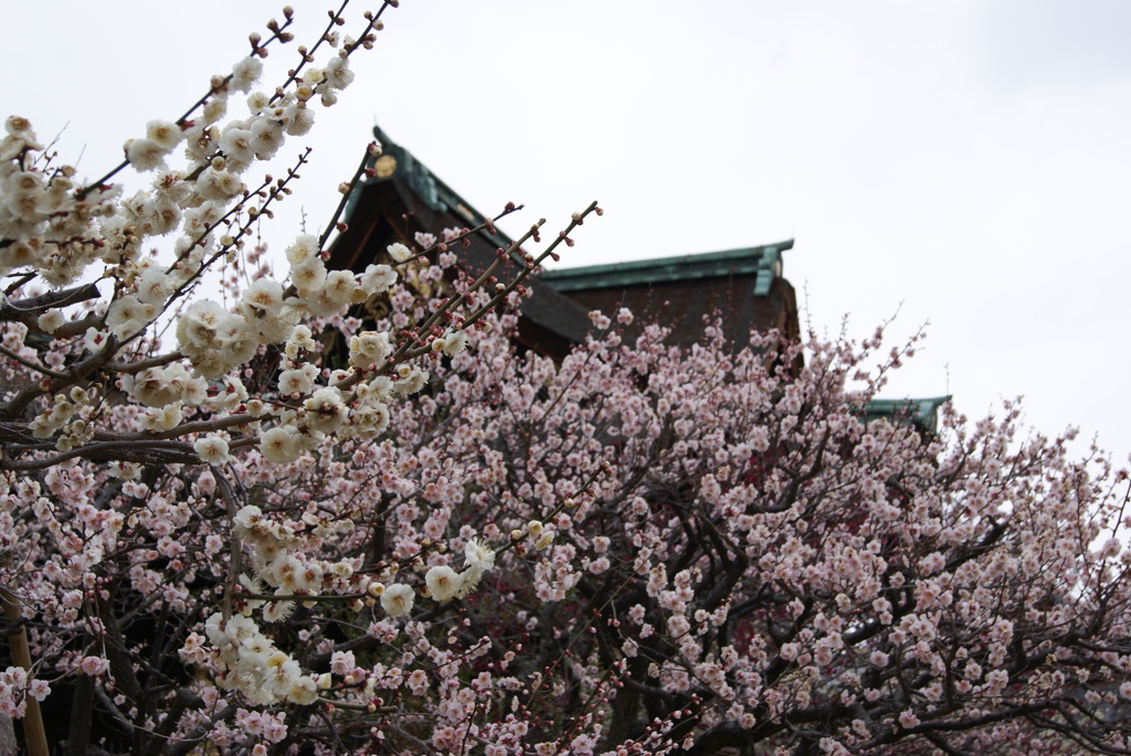 京都　北野天満宮
