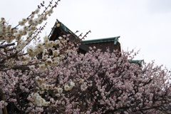 京都　北野天満宮