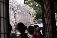 京都　高台寺　はんなり