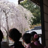 京都　高台寺　はんなり