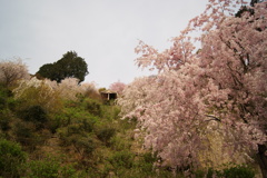 善峯寺