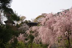 善峯寺