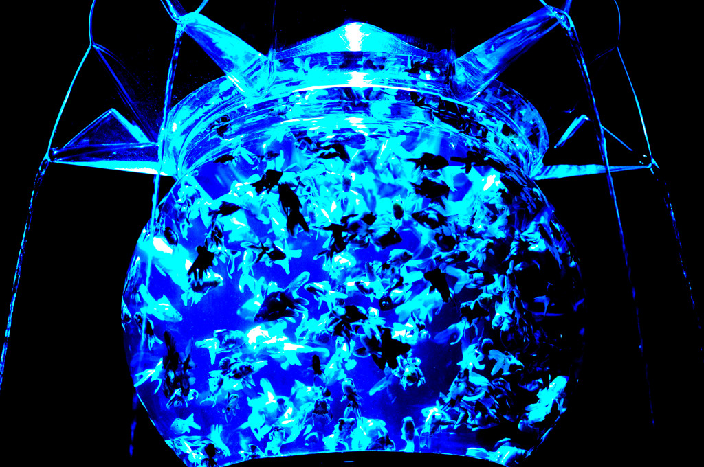アクアリウム