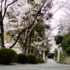 桜と緑