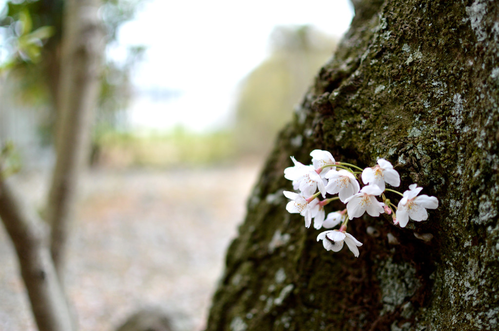 桜
