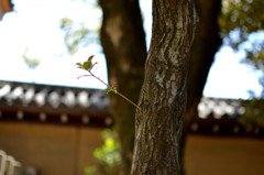 木の幹から