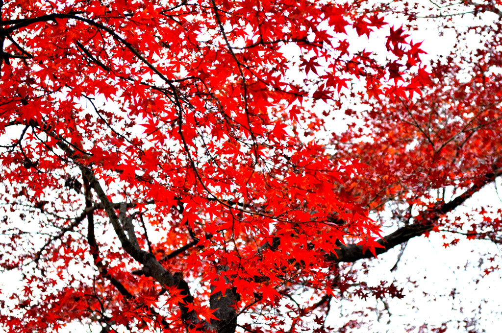 紅葉
