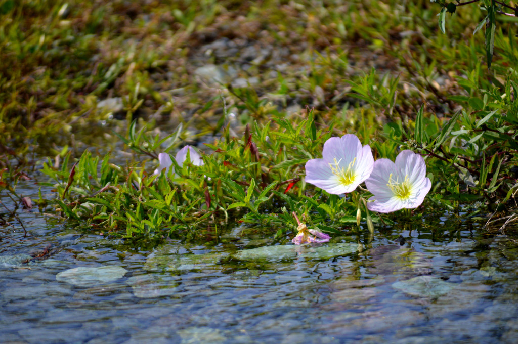 花と水